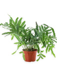 Blue Star Fern - Green Fresh Florals + Plants
