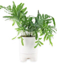 Blue Star Fern - Green Fresh Florals + Plants