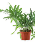 Blue Star Fern - Green Fresh Florals + Plants