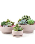 Blush Crystal Succulent Garden - Green Fresh Florals + Plants