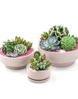 Blush Crystal Succulent Garden - Green Fresh Florals + Plants