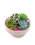 Blush Crystal Succulent Garden - Green Fresh Florals + Plants