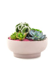 Blush Crystal Succulent Garden - Green Fresh Florals + Plants