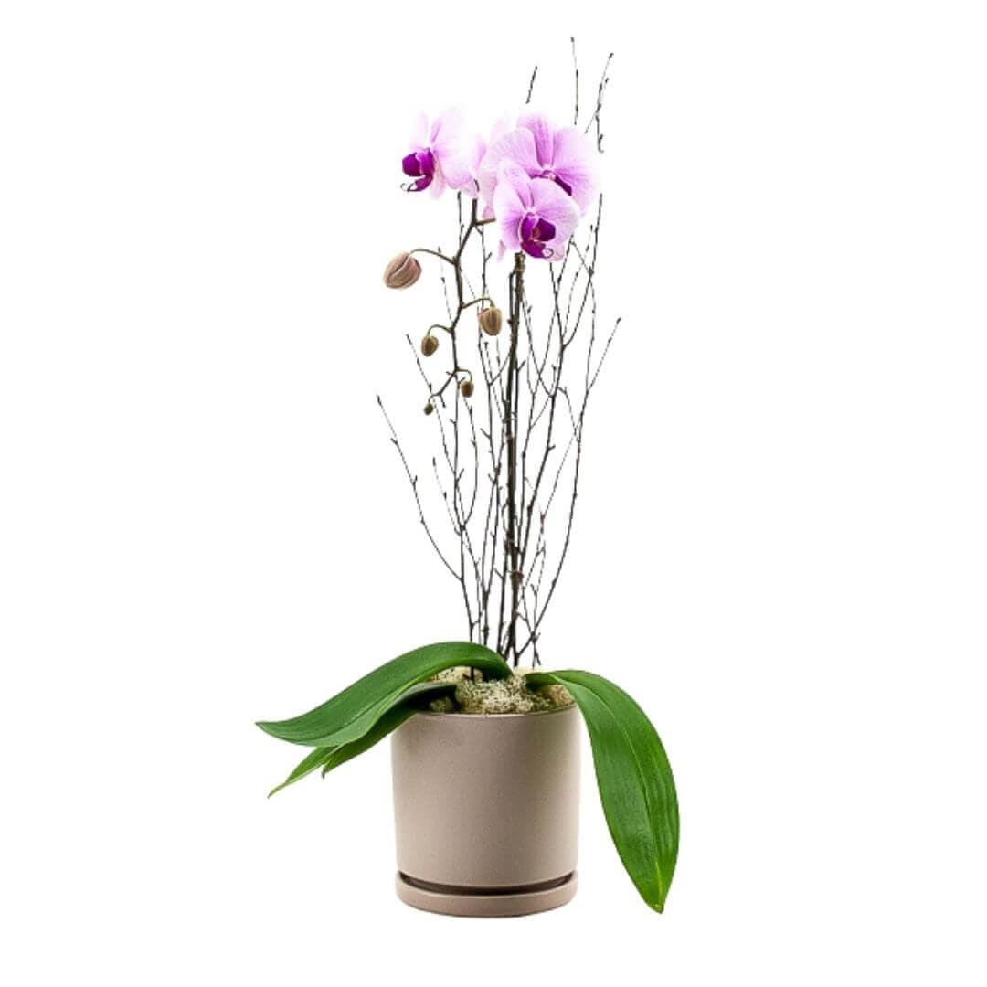 Blushing Pink Orchid Planting - Green Fresh Florals + Plants