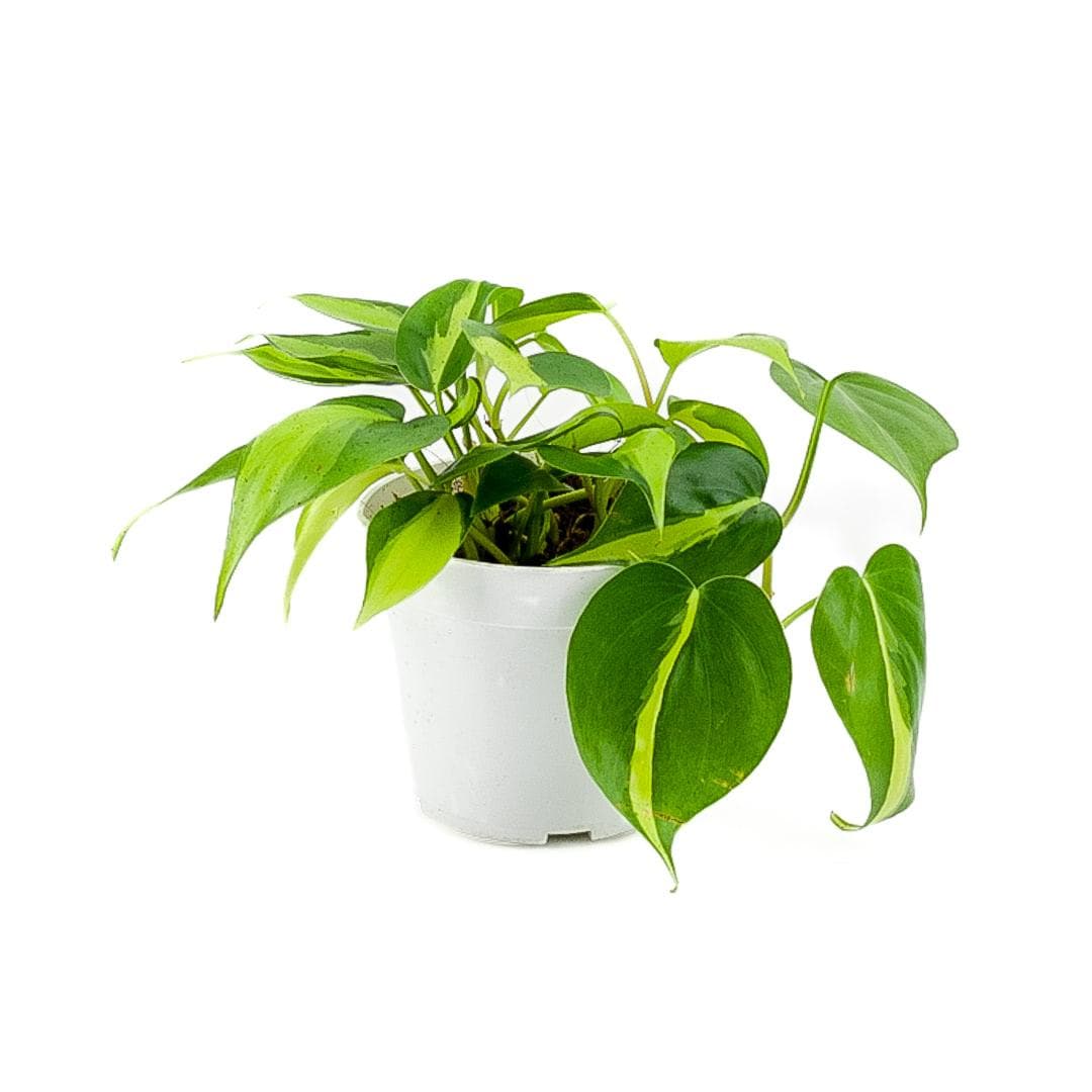 Brasil Philodendron - Green Fresh Florals + Plants