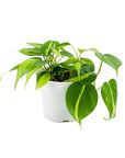Brasil Philodendron - Green Fresh Florals + Plants