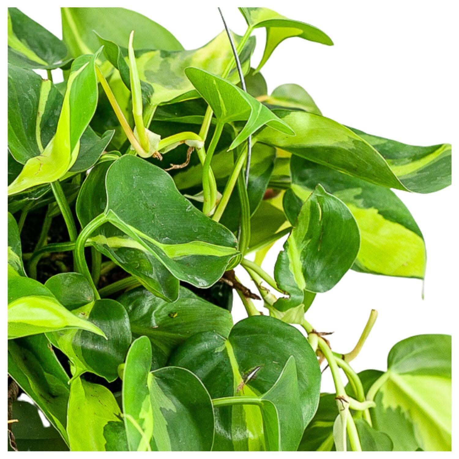 Brasil Philodendron - Green Fresh Florals + Plants