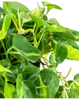 Brasil Philodendron - Green Fresh Florals + Plants