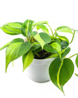 Brasil Philodendron - Green Fresh Florals + Plants