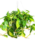 Brasil Philodendron - Green Fresh Florals + Plants