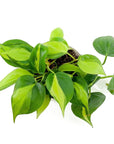 Brasil Philodendron - Green Fresh Florals + Plants