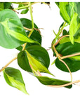 Brasil Philodendron - Green Fresh Florals + Plants