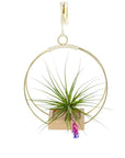 Brass Wire Plant Hanger - Green Fresh Florals + Plants