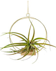 Brass Wire Plant Hanger - Green Fresh Florals + Plants