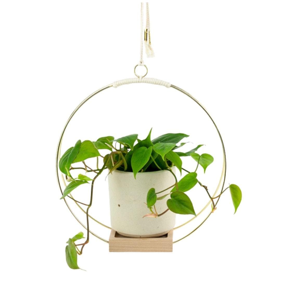 Brass Wire Plant Hanger - Green Fresh Florals + Plants