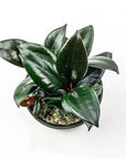 Burgundy Rubber Tree - Green Fresh Florals + Plants