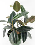 Burgundy Rubber Tree - Green Fresh Florals + Plants
