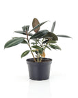 Burgundy Rubber Tree - Green Fresh Florals + Plants