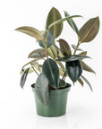 Burgundy Rubber Tree - Green Fresh Florals + Plants