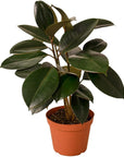 Burgundy Rubber Tree - Green Fresh Florals + Plants
