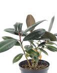 Burgundy Rubber Tree - Green Fresh Florals + Plants