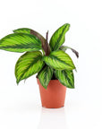 Calathea Beauty Star - Green Fresh Florals + Plants