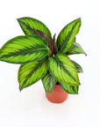 Calathea Beauty Star - Green Fresh Florals + Plants