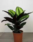 Calathea Beauty Star - Green Fresh Florals + Plants