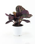 Calathea Dottie - Green Fresh Florals + Plants
