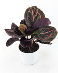 Calathea Dottie - Green Fresh Florals + Plants