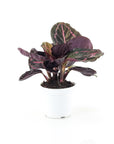 Calathea Dottie - Green Fresh Florals + Plants