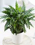 Calathea Furry Feather - Green Fresh Florals + Plants