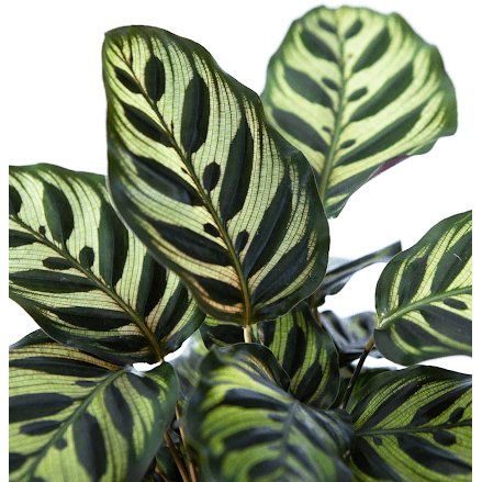Calathea Makoyana - Green Fresh Florals + Plants