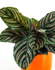 Calathea Pinstripe - Green Fresh Florals + Plants