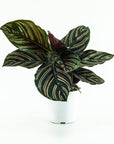 Calathea Pinstripe - Green Fresh Florals + Plants