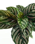 Calathea Pinstripe - Green Fresh Florals + Plants