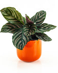 Calathea Pinstripe - Green Fresh Florals + Plants