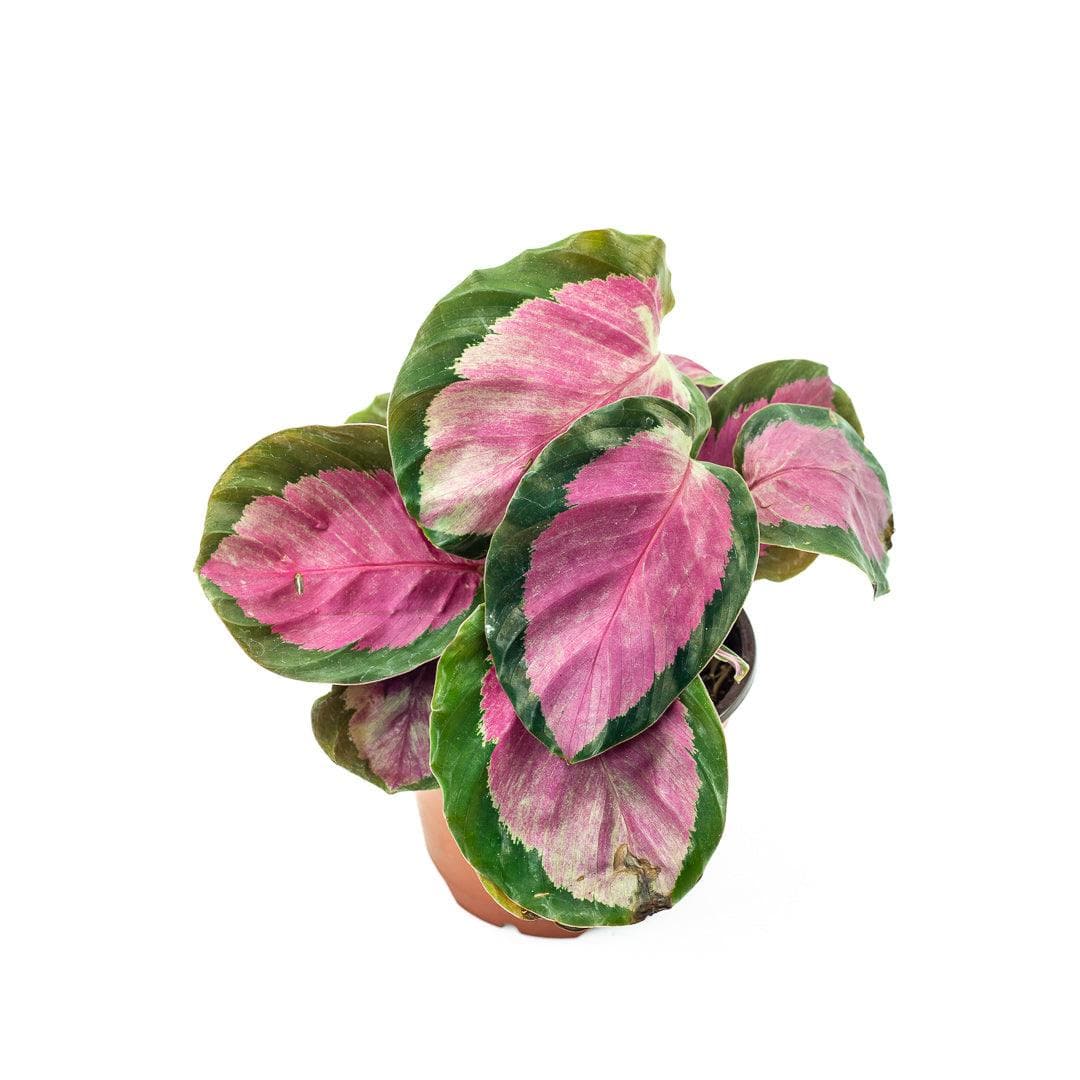 Calathea Rosy - Green Fresh Florals + Plants