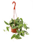 Cebu Blue Pothos - Green Fresh Florals + Plants