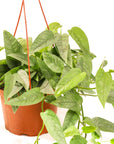 Cebu Blue Pothos - Green Fresh Florals + Plants