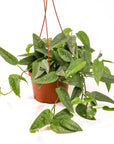 Cebu Blue Pothos - Green Fresh Florals + Plants