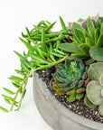 Concrete Succulent Planting - Green Fresh Florals + Plants