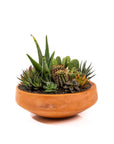 Concrete Succulent Planting - Green Fresh Florals + Plants
