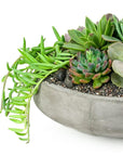 Concrete Succulent Planting - Green Fresh Florals + Plants