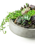 Concrete Succulent Planting - Green Fresh Florals + Plants