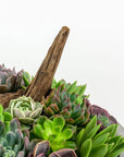 Concrete Succulent Planting - Green Fresh Florals + Plants