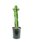 Desert Cactus - Green Fresh Florals + Plants