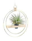 Double Ring Plant Shelf Hanger - Green Fresh Florals + Plants