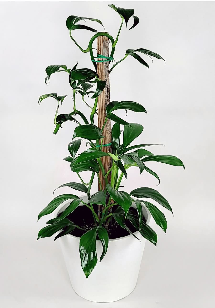 Dragon's Tail Philodendron - Green Fresh Florals + Plants