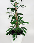 Dragon's Tail Philodendron - Green Fresh Florals + Plants